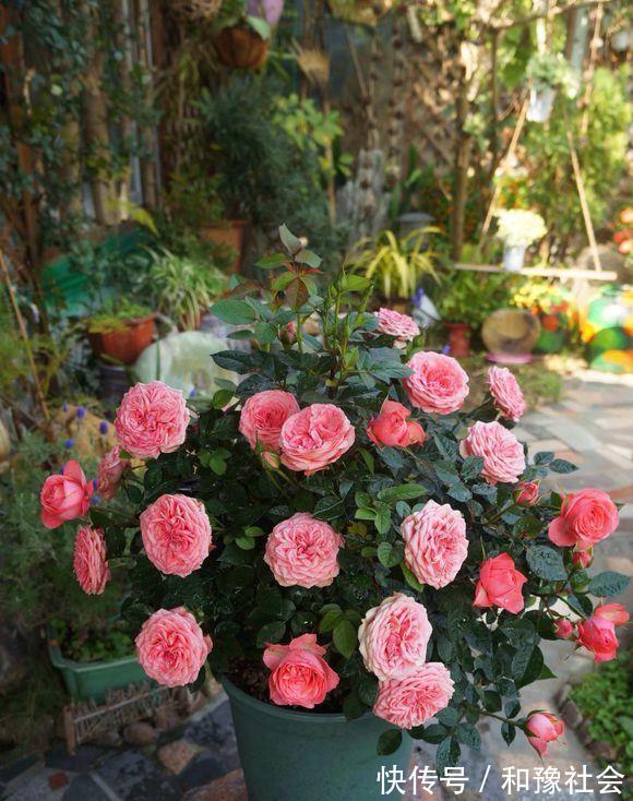 花盆中一旦发现“它”,别犹豫抓紧翻盆换土,否则花儿活不长久