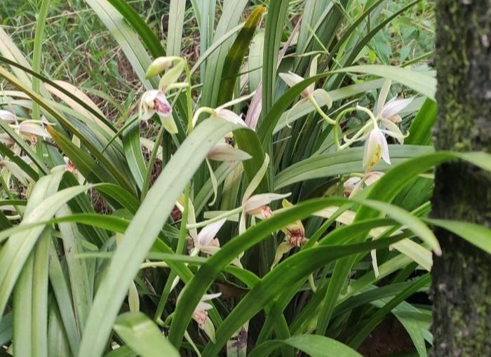 肥好|服盆期间的兰花盆栽,可以喷叶面肥来预防退草吗?使用什么肥好?
