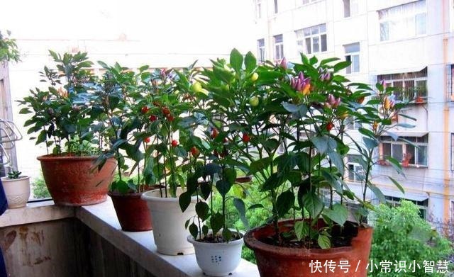 春季阳台盆栽“3种蔬菜”，易成活，绿色又美味，吃完一茬又一茬！