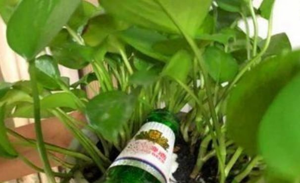 花卉|它是天然的养花肥,到处都有,盆里放一点,像打了激素蹭蹭长