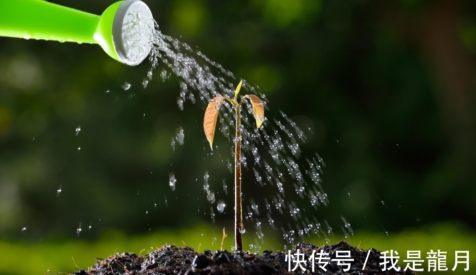 养花别这样浇水,很多人常犯这错,别不当回事
