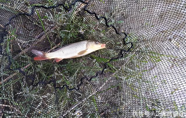 钓友|钓友“破口大骂”,放生也得讲德,不是什么东西都可以放生