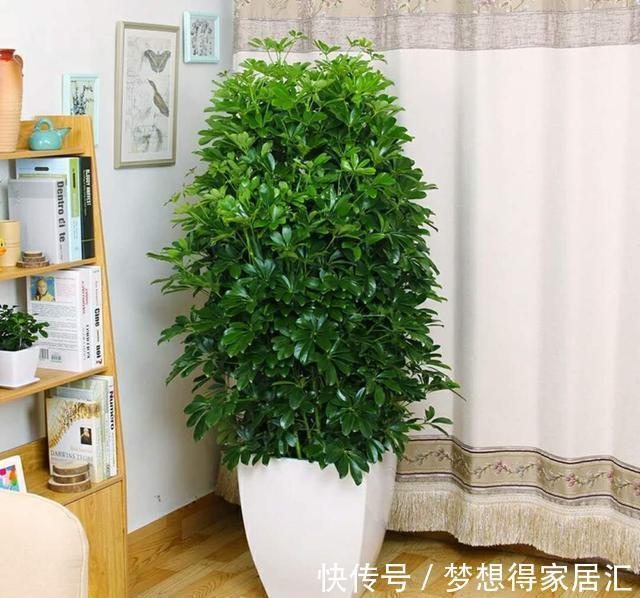 绿萝|7种“健康花”，家里养一盆，寓意好，有格调，寿命长，还干净