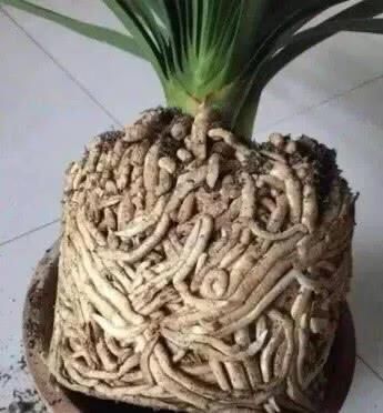 君子兰要怎么养才会早开花呢?有技巧吗?