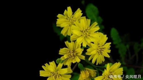 炎症|农村随处可见的野菜，城里人把它当宝贝，没想到它能治疗多种炎症