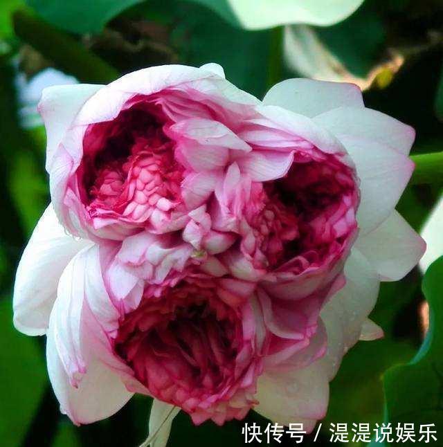 冬天|古代养花有“催花术”,土窖里烧点火,牡丹冬天都能开花