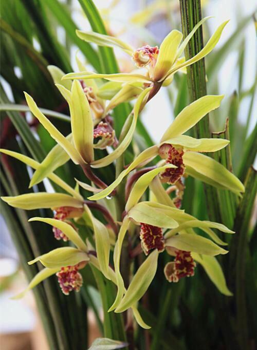 花特多|春兰惠兰建兰傻傻分不清楚看一点就明白,注意遮阴浇水,花特多