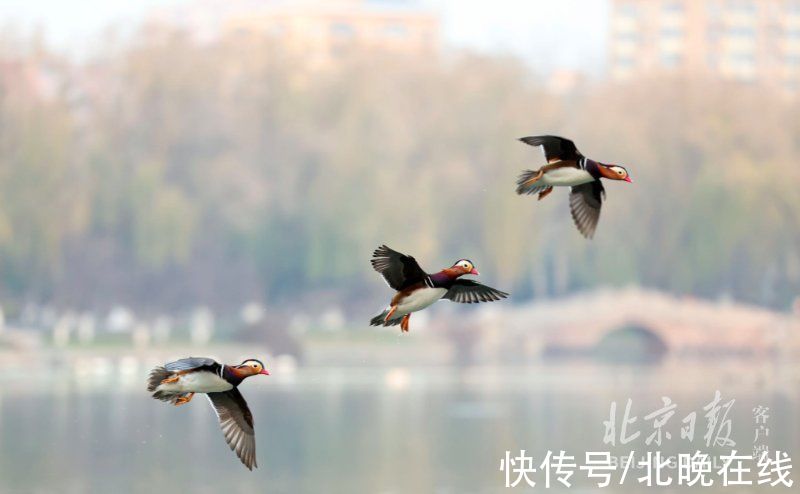 同池|冬日美景！一大波鸳鸯飞抵龙潭湖，和野鸭同池嬉戏真热闹