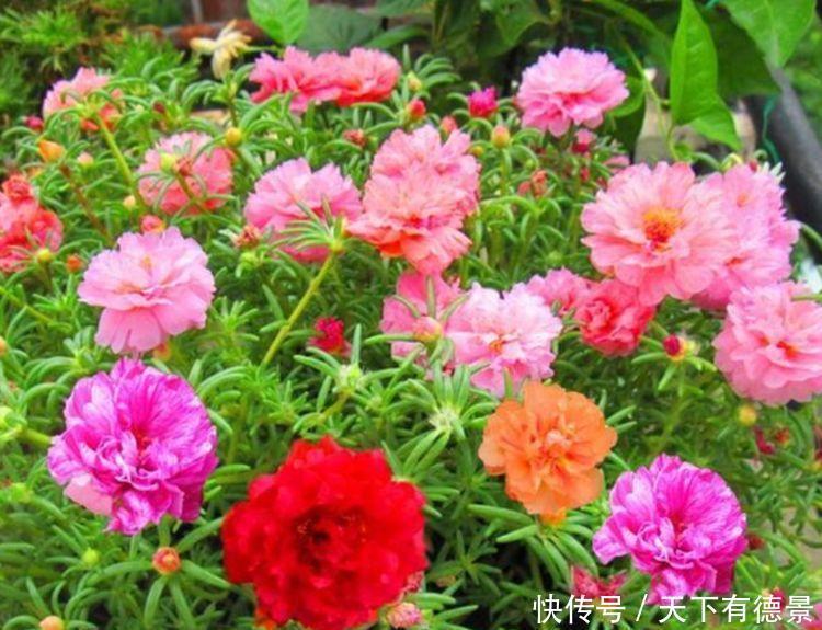 夏天养此款花卉,春风吹开花旺,扔土里就能开花,特别适合新手
