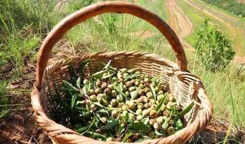 这野果子全身毛茸茸的,必须把毛除掉才能吃,你吃过吗?