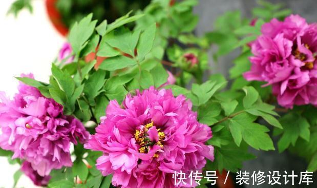 你知道什么花最不好养吗?就是这几种,没有点经验真就养不好
