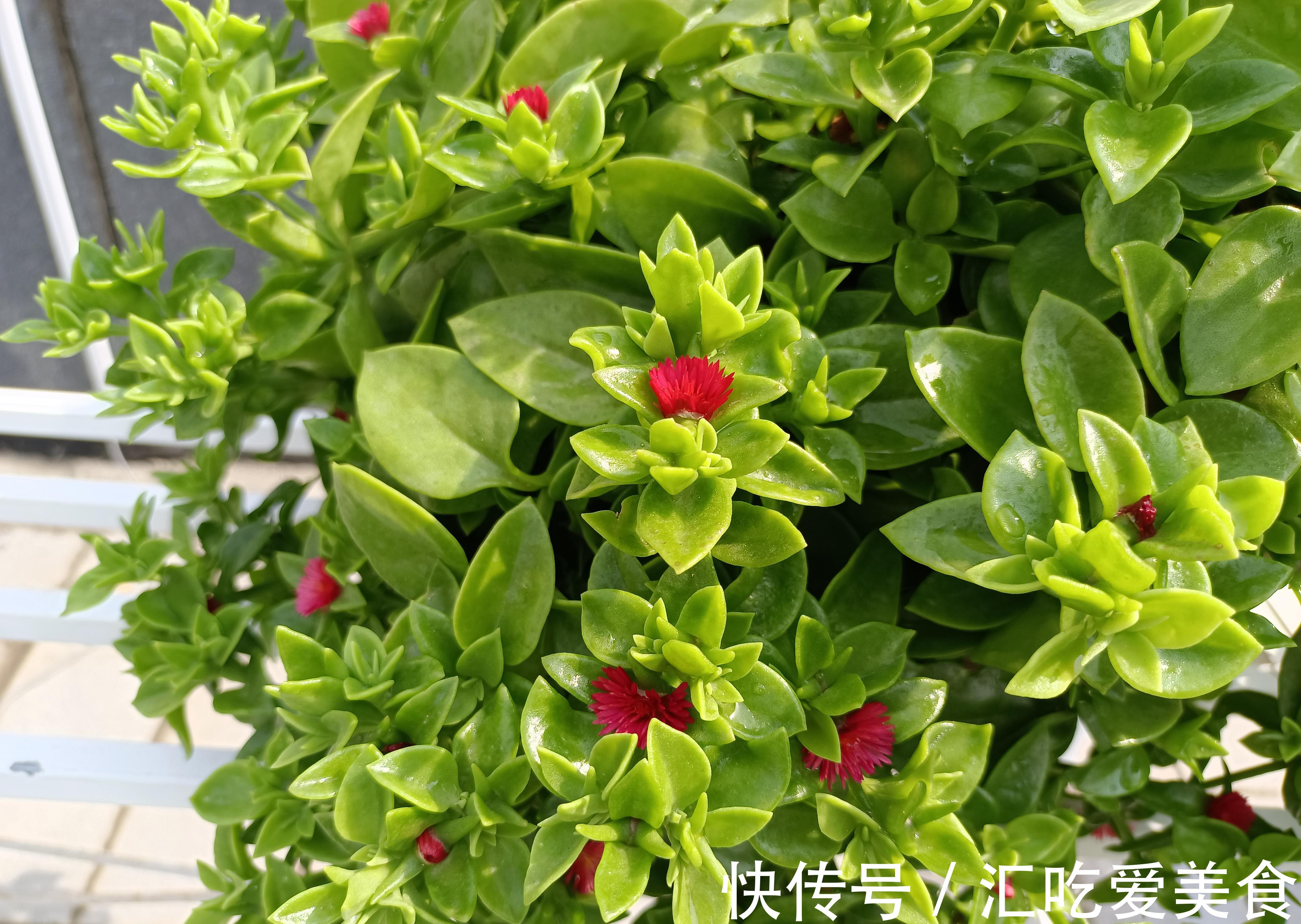 牡丹吊兰开得正艳,皮实好养,花叶俱美,还是美味菜肴