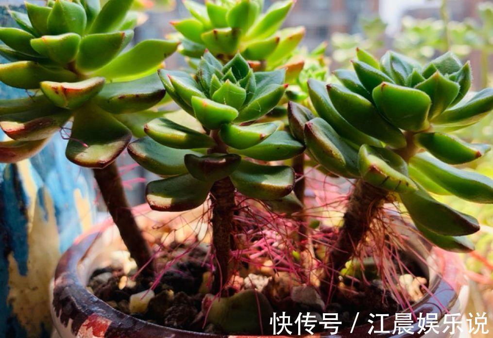 多肉叶子皱皱巴巴别光浇水,多半是伤根该换盆了!