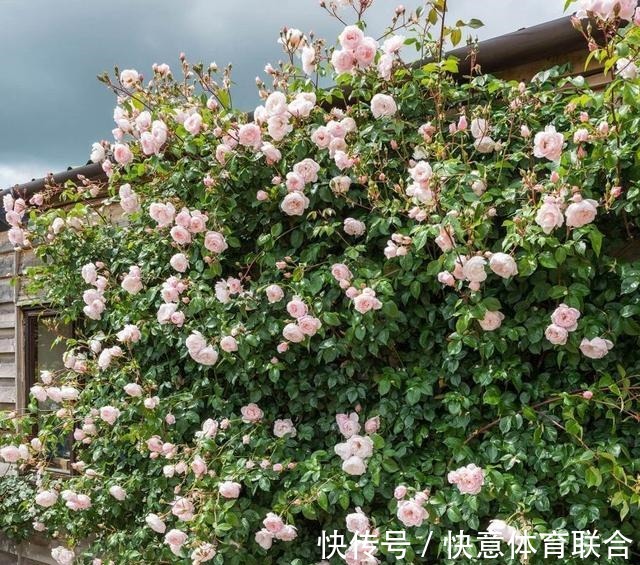 灌木|浓香月季品种大盘点，20个强香品种图文介绍。种一颗满屋飘香！