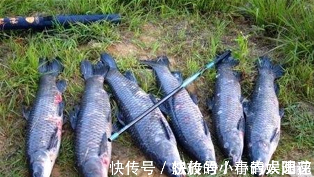 野钓|这种不用饵料的钓法，在黑坑和野钓守大货时，都有不俗表现！