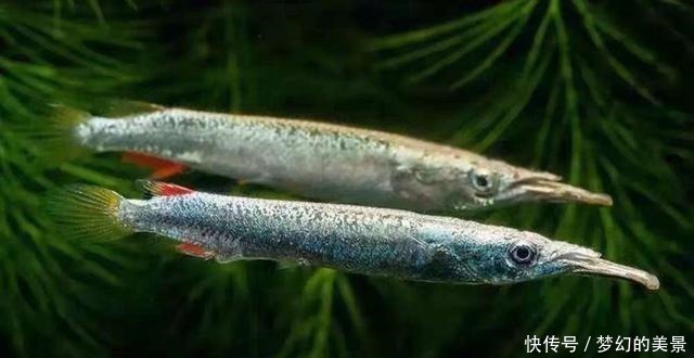 名字|一种小众小型观赏鱼,它的名字正反念都正确,还可以直接生小鱼