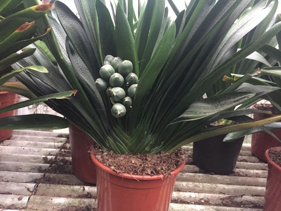 君子兰吃点“大补肥”,蹭蹭直冒“网格叶”,根系就像大白菜