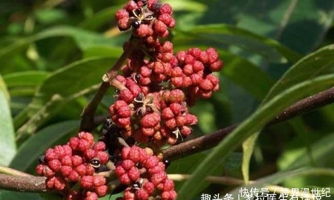 螺旋杆菌|藏在胃里幽门螺旋杆菌,怎么将他排出体外,我们可以这样做