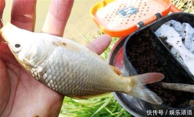 笑话|鱼盲钓了一百多条小草鱼,回家准备养起来,却成了村里的笑话