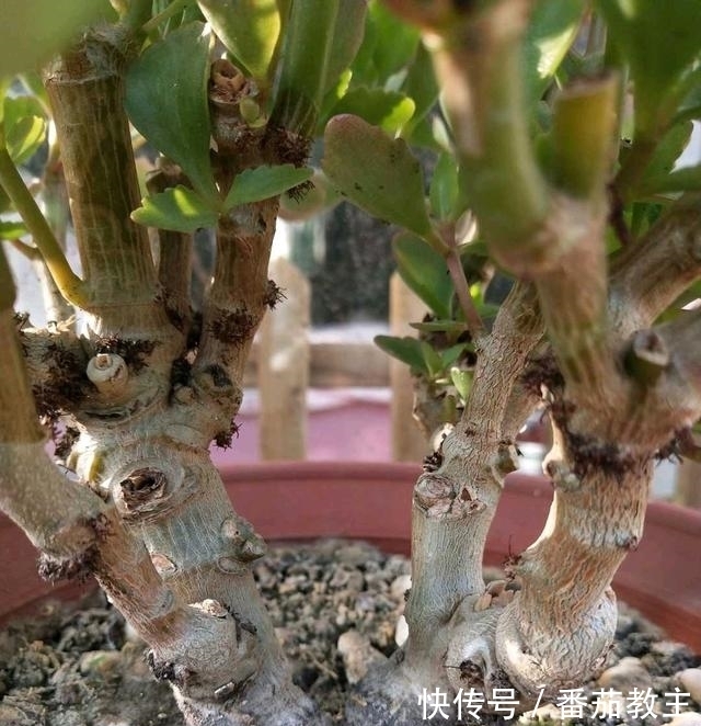 谁说老桩长寿开花少,看看花友家的巨无霸,三年长成半米花树