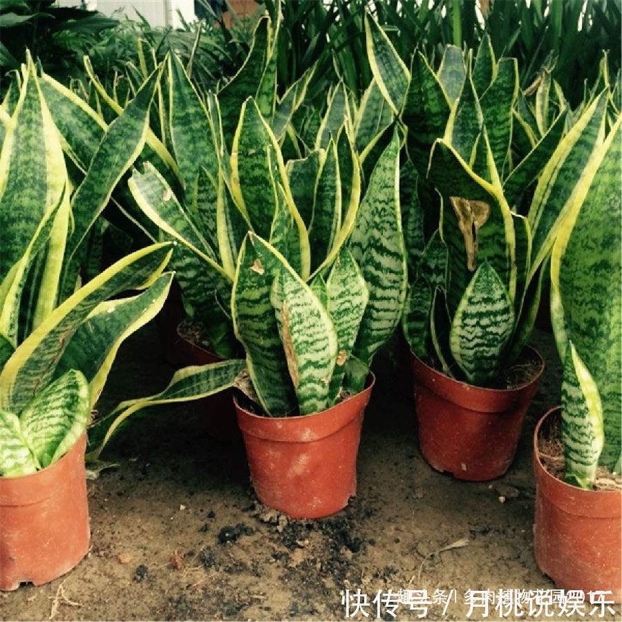 营养均衡|花土底部加上两样东西,虎皮兰长得欢