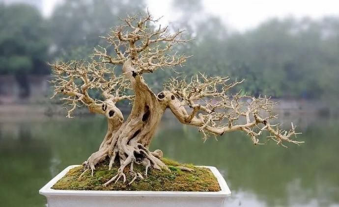 盆景制作技法夏天来到,盆景脱衣换锦,有6种好处