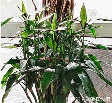 养这“3种花”,浇点水就疯长,镇宅又旺财,回家养2盆,身体好!