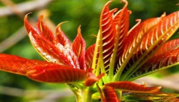 外果皮|30岁女性若是常吃4物,可排出体内毒素,让子宫洁净,预防妇科病