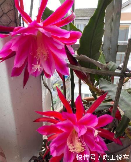 此花比荷花还美,好养好看长势旺,一次能开20朵,南北方都能养