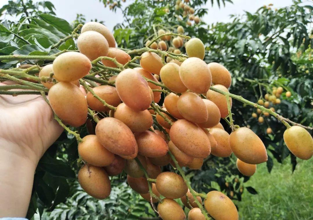 碱性|三伏天出汗多,6种“碱性”水果记得吃,营养极高,不要错过了