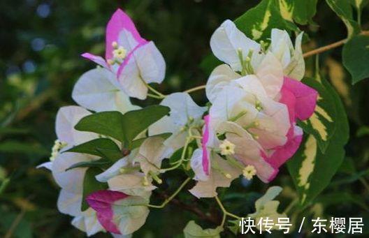 月季|农历7月16日开始，养花养个耐看的，又美又香，适合阳台盆栽