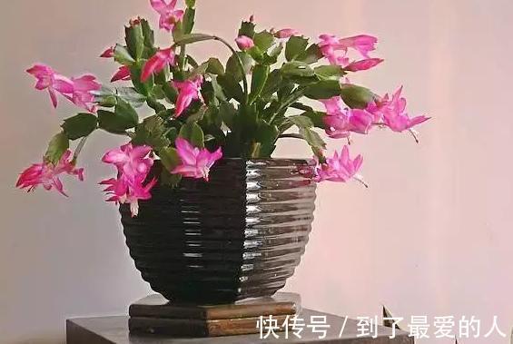 蟹爪兰，仙人掌科附生肉质植物！日常注意4要点，花开爆盆