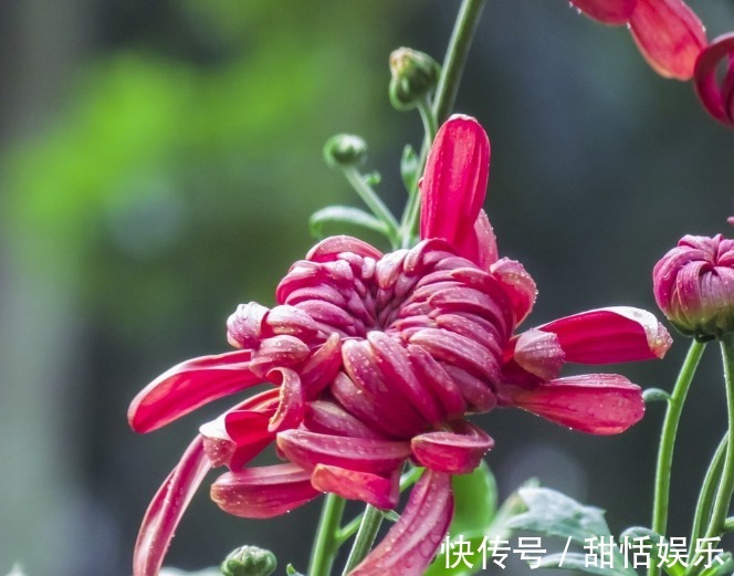 珍品#喜欢菊花,不如养盆“菊中珍品”滦水墨凤,似凤凰飞舞,高贵优雅