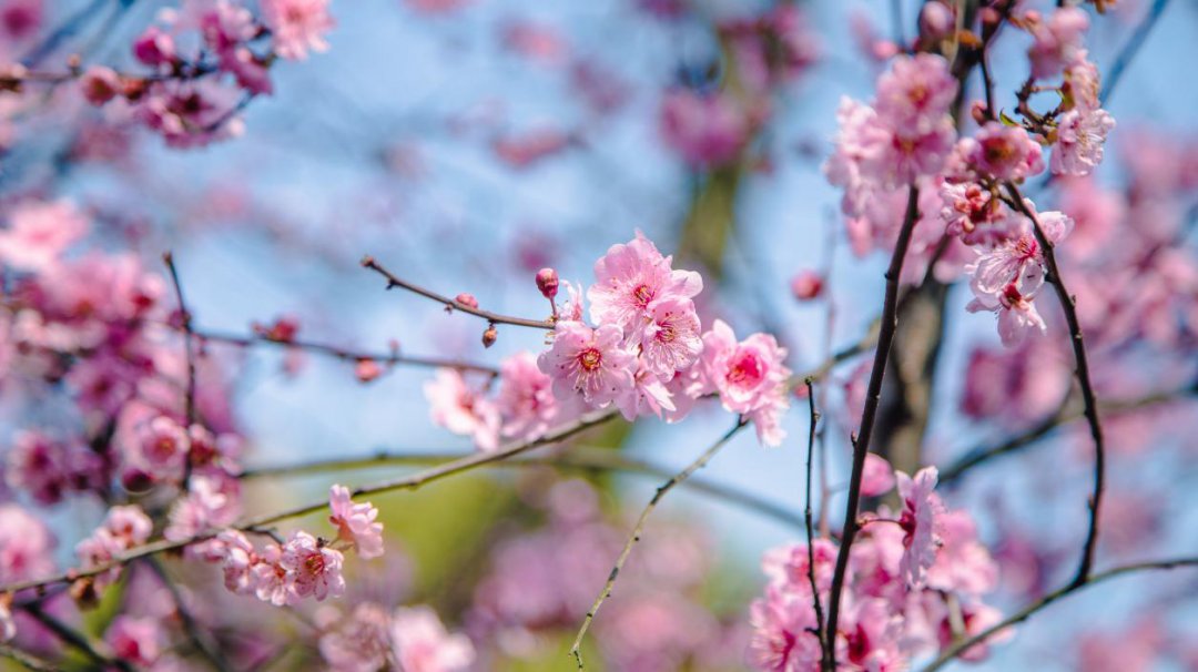 不负春光不负美，骑行、赏花约起来！（一大波美图来袭）