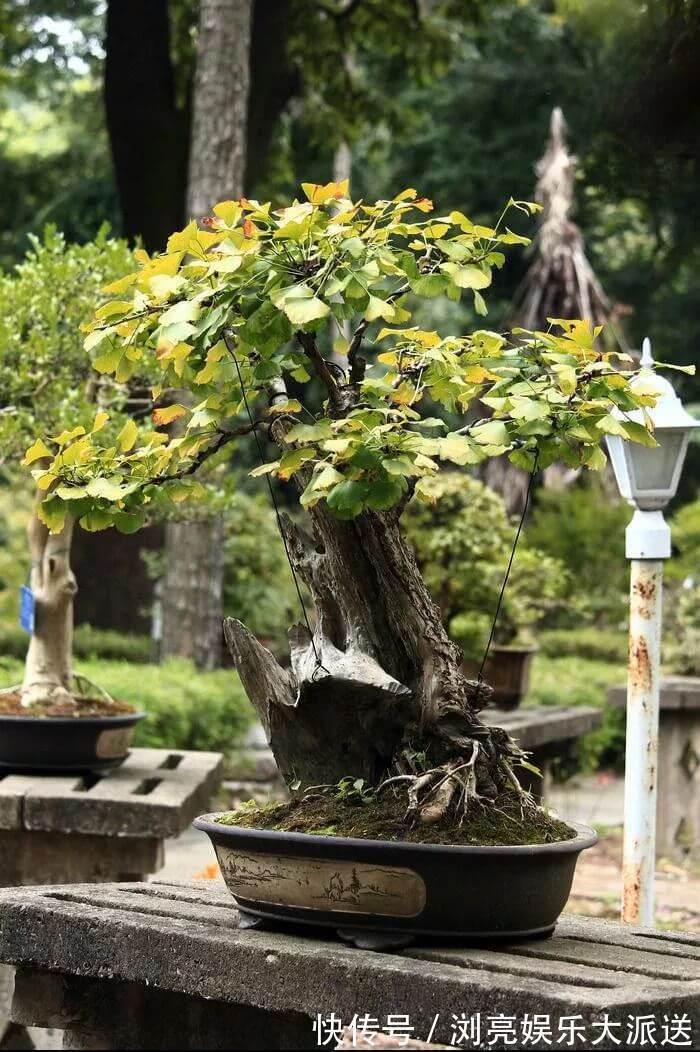 小苗|银杏还在买树上摘几粒种子丢盆里,洒点水,2周长成小苗!