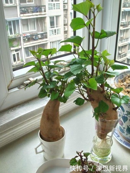 植株|小时候最爱吃的地瓜,养家里当盆栽,好看还能吃,快回家试一试