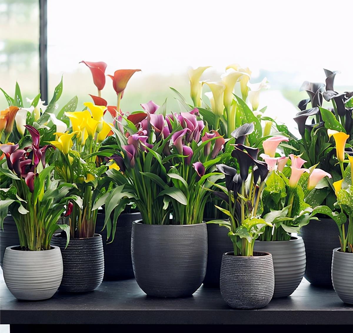 喝水|7种花,夏天太能“喝水”,一天浇一遍,10天爆满花