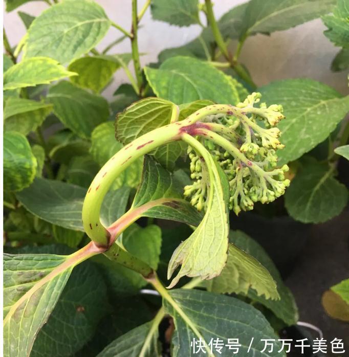 浇水|这个天,你的绣球浇水姿势对了吗