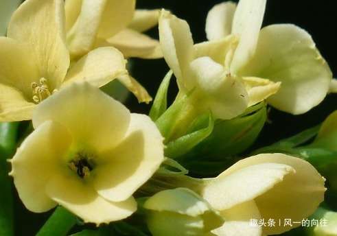 酸二氢钾|家养长寿花总是不开花学会这三个小技巧,轻松花开爆满盆