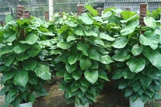 大叶绿萝叶子发黄怎么办，4个解决办法让大叶绿萝长的郁郁葱葱！