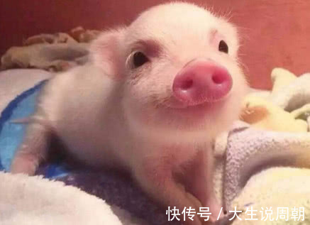 胰岛素|藏在猪身上的胰岛素，竟是糖尿病的克星，常吃起到降血糖的作用