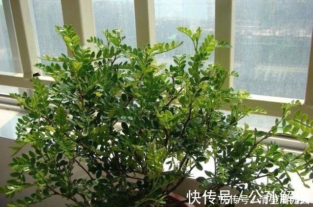 家里气味难闻,养3种绿植错不了,家里一整天都香喷喷