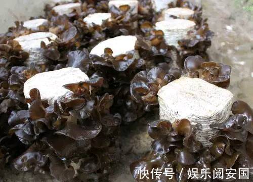 黑木耳|常吃木耳的人,身体不会差,但切忌与一物同食,却有很多人不清楚