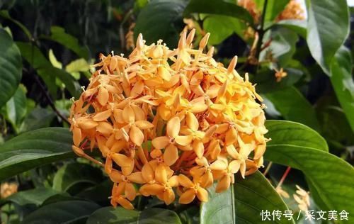 四季花开不停的龙船花,比绣球花好养,被人称作水绣球花