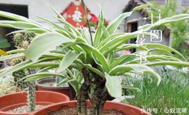 初秋给吊兰“整整型”,做好两件事,变成飘逸“小老桩”!