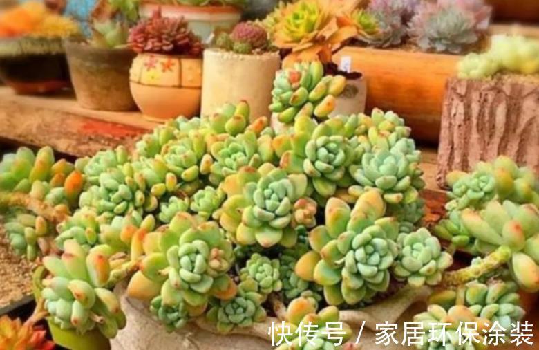 休眠期|多肉出现“三症状”，安全度夏恢复生长期，补充水肥养出好状态