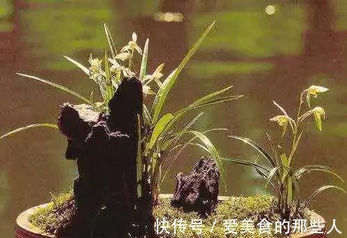 兰花种养：“两招”杜绝兰空根