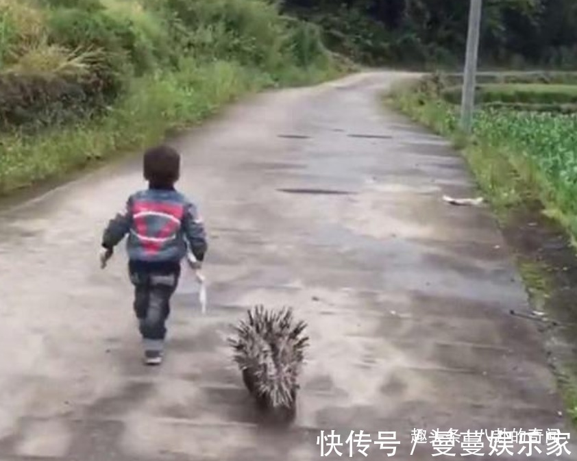 幼儿园|宝宝在幼儿园被欺负,隔天带“神兽”去复仇,网友太野了吧