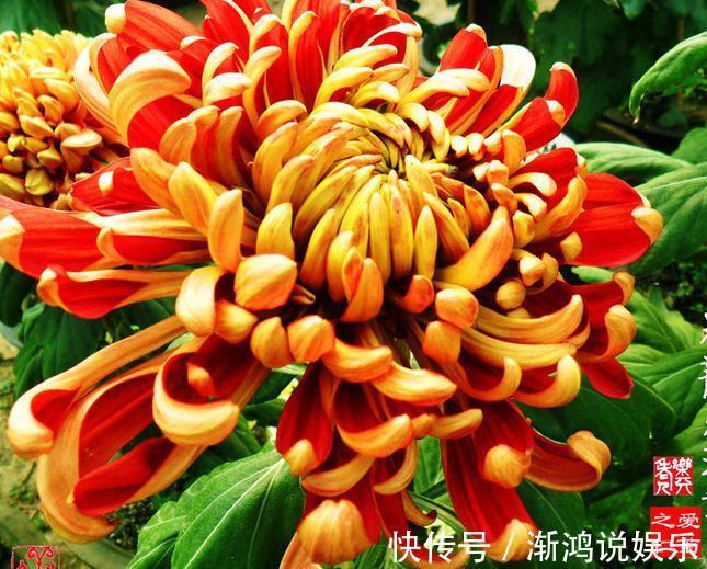 万山红遍|喜欢菊花,不如养盆“菊中珍品”万山红遍,似金缕玉衣,妩媚娇羞