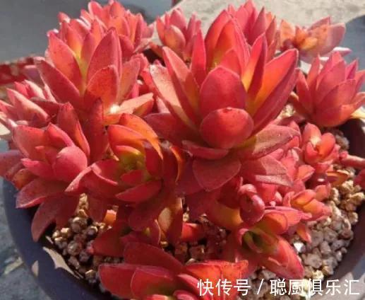 听说养此4种多肉,旺财又旺宅,你有养吗